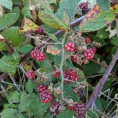 Rubus fruticosus species aggregate at Fyshwick, ACT - 5 Apr 2018 05:02 PM