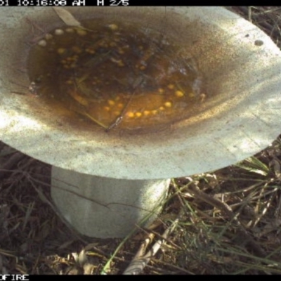 Rhipidura albiscapa (Grey Fantail) at - 1 Apr 2018 by pambulapublicschool