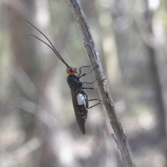 Callibracon capitator (White Flank Black Braconid Wasp) at Farrer Ridge - 5 Apr 2018 by MatthewFrawley