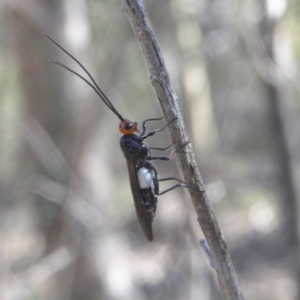 Callibracon capitator at Farrer Ridge - 5 Apr 2018