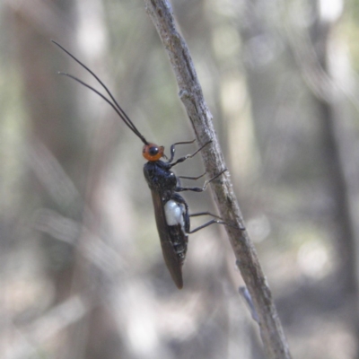 Callibracon capitator (White Flank Black Braconid Wasp) at Farrer Ridge - 5 Apr 2018 by MatthewFrawley