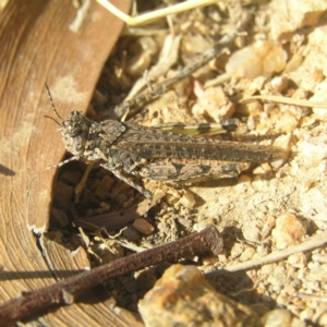 Pycnostictus sp. (genus) at Farrer, ACT - 5 Apr 2018 03:03 PM