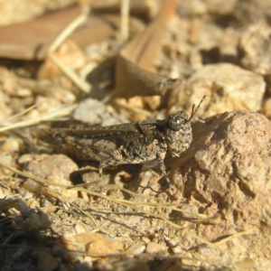 Pycnostictus sp. (genus) at Farrer, ACT - 5 Apr 2018 03:03 PM