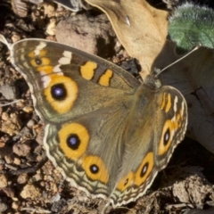 Junonia villida (Meadow Argus) at Ainslie, ACT - 4 Apr 2018 by jbromilow50