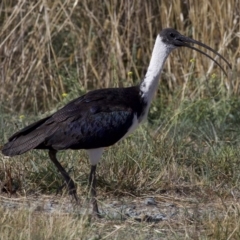 Threskiornis spinicollis (Straw-necked Ibis) at Fyshwick Sewerage Treatment Plant - 4 Apr 2018 by jbromilow50