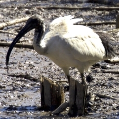 Threskiornis molucca (Australian White Ibis) at Fyshwick, ACT - 4 Apr 2018 by jbromilow50