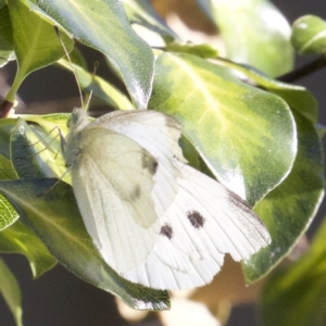 Pieris rapae at Ainslie, ACT - 3 Apr 2018