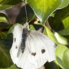 Pieris rapae at Ainslie, ACT - 3 Apr 2018