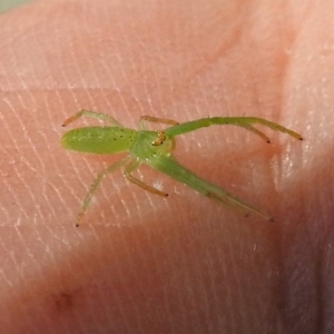 Cetratus rubropunctatus at Acton, ACT - 5 Apr 2018 01:48 PM