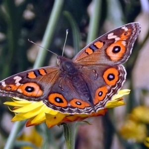 Junonia villida at Acton, ACT - 5 Apr 2018 01:34 PM