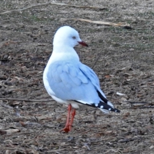 Chroicocephalus novaehollandiae at Acton, ACT - 5 Apr 2018 05:55 PM