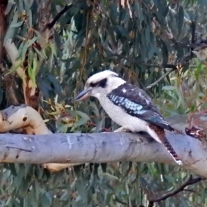 Dacelo novaeguineae at Acton, ACT - 5 Apr 2018