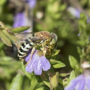 Bembix sp. (genus) at Acton, ACT - 5 Apr 2018