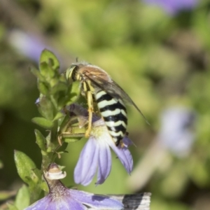 Bembix sp. (genus) at Acton, ACT - 5 Apr 2018