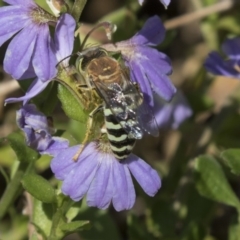 Bembix sp. (genus) at Acton, ACT - 5 Apr 2018