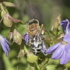 Bembix sp. (genus) at Acton, ACT - 5 Apr 2018 01:45 PM