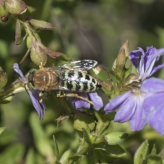 Bembix sp. (genus) at Acton, ACT - 5 Apr 2018