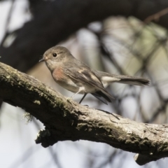 Petroica rosea (Rose Robin) at Acton, ACT - 5 Apr 2018 by AlisonMilton