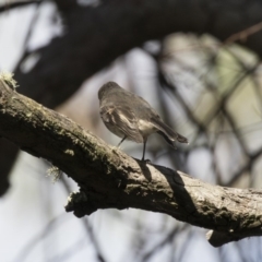 Petroica rosea at Acton, ACT - 5 Apr 2018