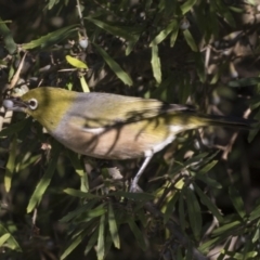 Zosterops lateralis (Silvereye) at Acton, ACT - 5 Apr 2018 by AlisonMilton