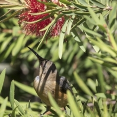 Acanthorhynchus tenuirostris (Eastern Spinebill) at Acton, ACT - 5 Apr 2018 by AlisonMilton