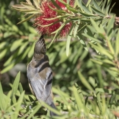 Acanthorhynchus tenuirostris at Acton, ACT - 5 Apr 2018