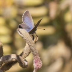 Zizina otis (Common Grass-Blue) at Acton, ACT - 5 Apr 2018 by Alison Milton