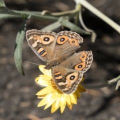 Junonia villida (Meadow Argus) at Acton, ACT - 5 Apr 2018 by Alison Milton