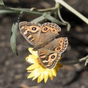 Junonia villida at Acton, ACT - 5 Apr 2018