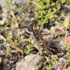 Villa sp. (genus) (Unidentified Villa bee fly) at Acton, ACT - 5 Apr 2018 by Alison Milton