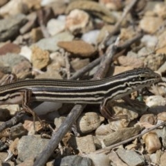 Ctenotus taeniolatus (Copper-tailed Skink) at ANBG - 5 Apr 2018 by AlisonMilton