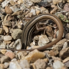 Ctenotus taeniolatus at Acton, ACT - 5 Apr 2018