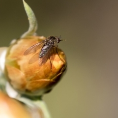 Geron sp. (genus) (Slender Bee Fly) at Acton, ACT - 5 Apr 2018 by AlisonMilton