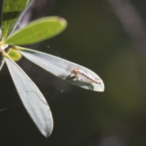 Chironomidae (family) at Acton, ACT - 5 Apr 2018