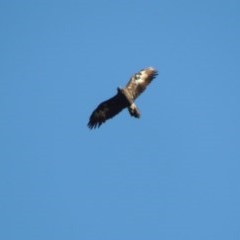 Aquila audax (Wedge-tailed Eagle) at Tennent, ACT - 8 Mar 2018 by MichaelBedingfield