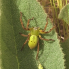 Neosparassus sp. (genus) (Badge huntsman) at Rendezvous Creek, ACT - 10 Dec 2011 by KMcCue