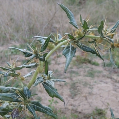 Xanthium spinosum (Bathurst Burr) at Tennent, ACT - 8 Mar 2018 by michaelb