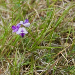 Swainsona sp. at Rendezvous Creek, ACT - 10 Dec 2011