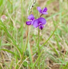 Swainsona sp. at Rendezvous Creek, ACT - 10 Dec 2011 12:58 PM