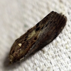 Galleria mellonella (Greater Wax Moth) at O'Connor, ACT - 21 Feb 2018 by ibaird