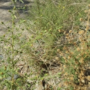 Dittrichia graveolens at Jerrabomberra, ACT - 6 Apr 2018