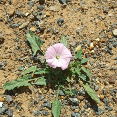 Convolvulus angustissimus subsp. angustissimus (Australian Bindweed) at Jerrabomberra, ACT - 6 Apr 2018 by Mike