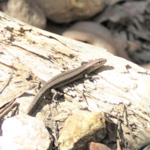 Lampropholis guichenoti at Cotter River, ACT - 6 Apr 2018