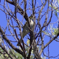 Caligavis chrysops (Yellow-faced Honeyeater) at Fyshwick, ACT - 4 Apr 2018 by jb2602