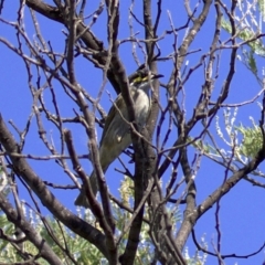 Caligavis chrysops (Yellow-faced Honeyeater) at Fyshwick, ACT - 4 Apr 2018 by jbromilow50