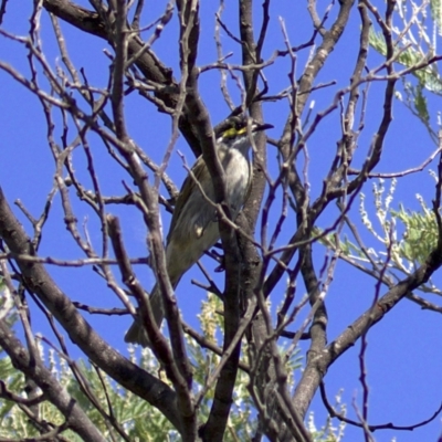 Caligavis chrysops (Yellow-faced Honeyeater) at Fyshwick, ACT - 4 Apr 2018 by jbromilow50