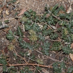 Tribulus terrestris (Caltrop, Cat-head) at Higgins, ACT - 28 Mar 2018 by AlisonMilton