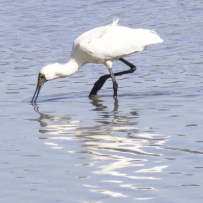 Platalea regia (Royal Spoonbill) at Fyshwick, ACT - 6 Apr 2018 by jbromilow50