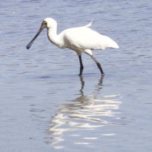 Platalea regia at Fyshwick, ACT - 6 Apr 2018