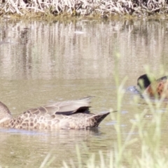 Anas castanea (Chestnut Teal) at Fyshwick, ACT - 6 Apr 2018 by jb2602